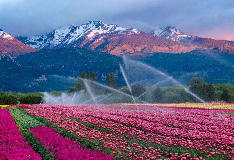 Tulipanes - Fondo Cerro Trono de Nubes - Trevelin - Ph: Gustavo Calfin