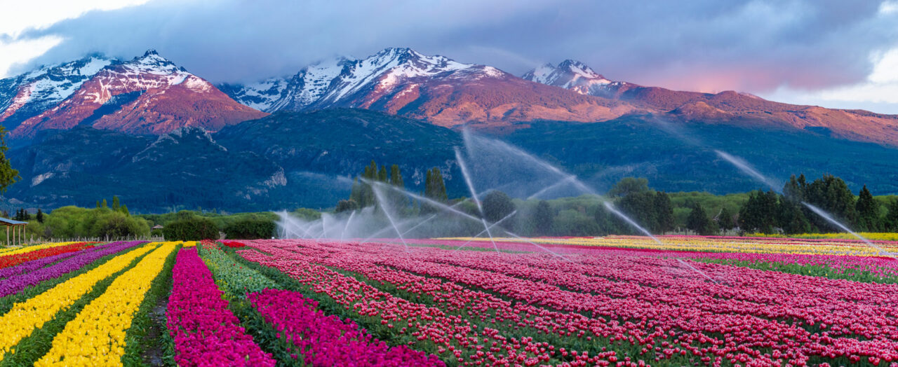 Tulipanes - Fondo Cerro Trono de Nubes - Trevelin - Ph: Gustavo Calfin