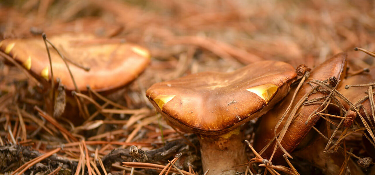 Temporada de Hongos de Pino - Boletus pinophilus