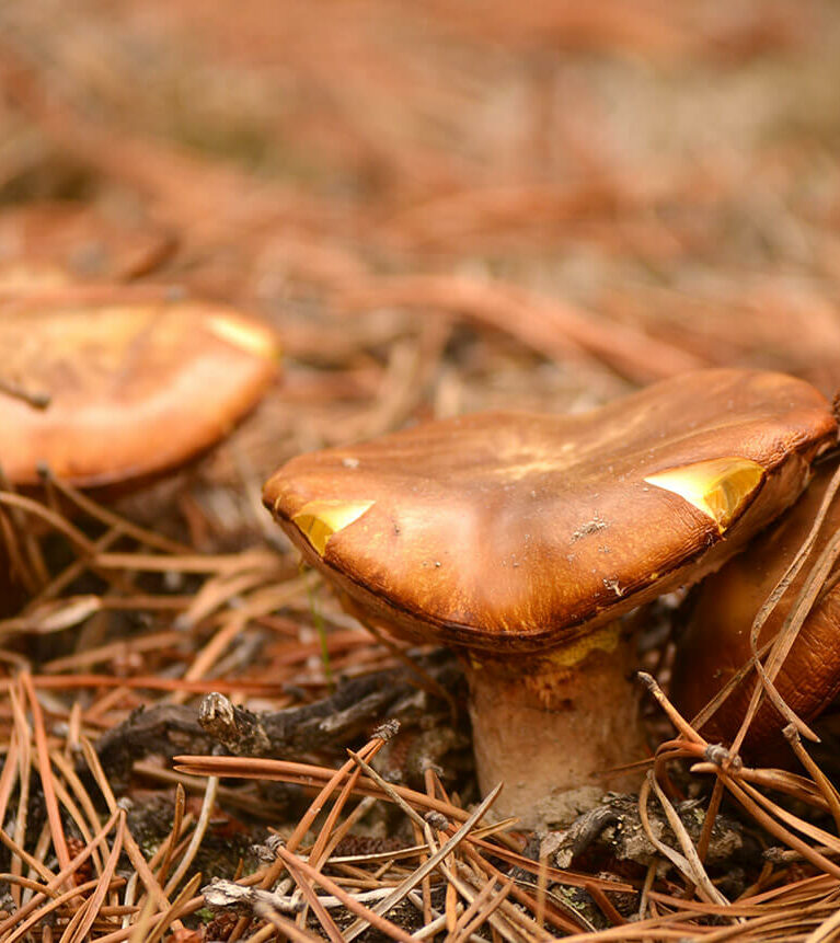 Temporada de Hongos de Pino - Boletus pinophilus