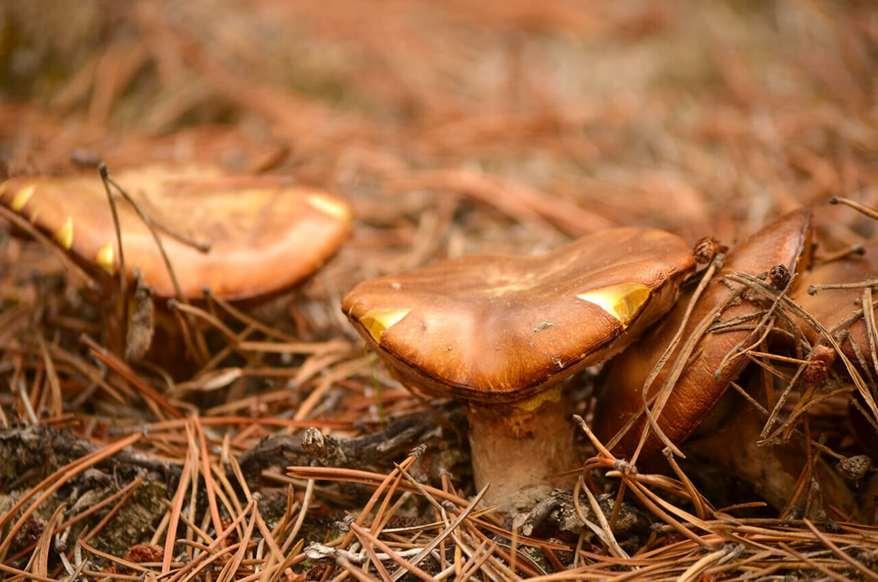 Temporada de Hongos de Pino - Boletus pinophilus