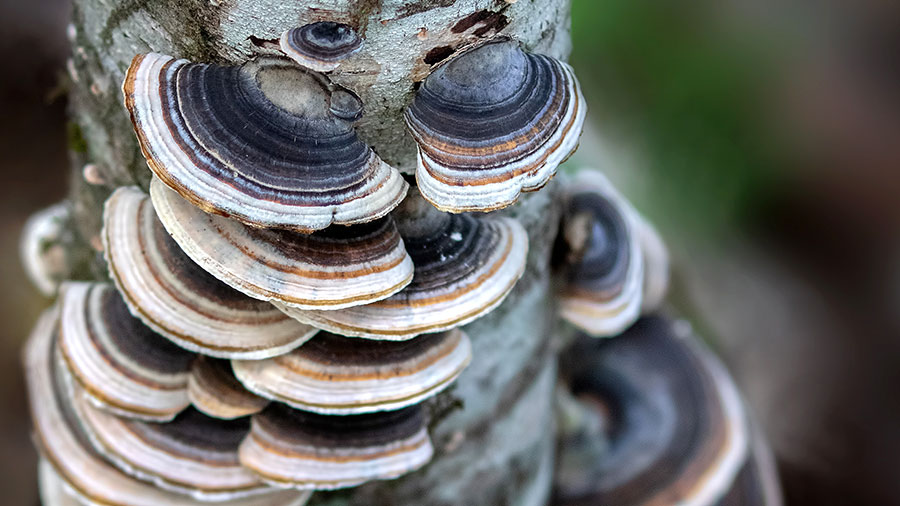 S • Cola de pavo - Trametes versicolor - Ph Hector Gonda - Guía de recolección de hongos comestibles de la Patagonia