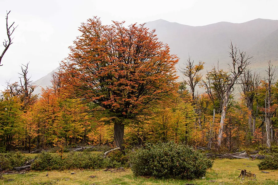 Lago Bagillt Trevelin Patagonia