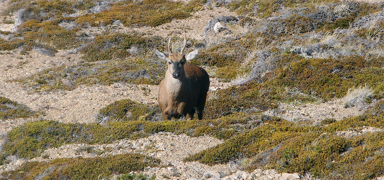 huemul